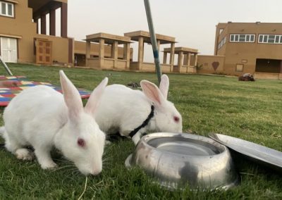 Rabbits at familyties resort jaisalmer