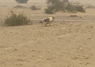 Bird at familyties resort jaisalmer