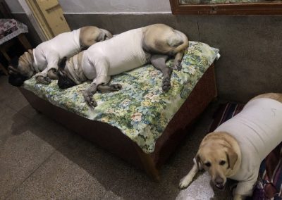 Pets at familyties resort jaisalmer