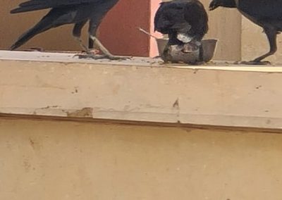 Birds at familyties resort jaisalmer