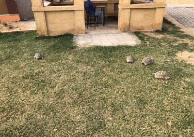 Turtles at familyties resort jaisalmer