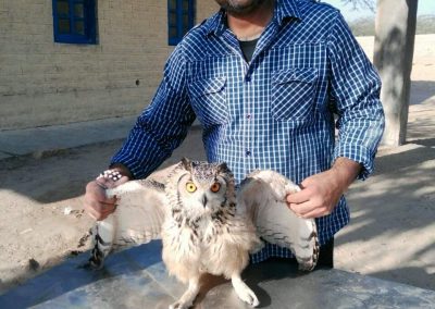 owl at familyties resort jaisalmer